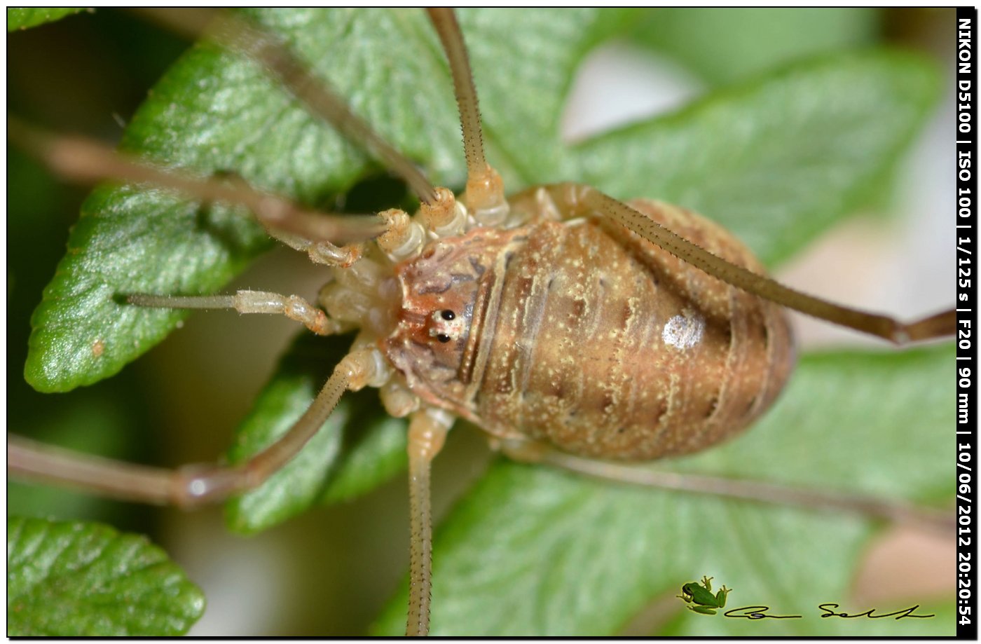 Opilio canestrinii da Villanova Monteleone No 169